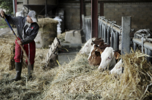 PRODUCTEUR-VACHE-LAIT-UHT-MONTAGNE-LAITERIE-SLVA