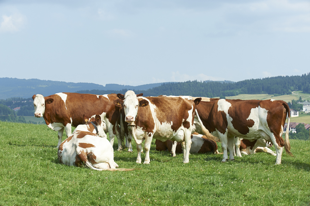 VACHE-LAIT-DE-MONTAGNE-AUVERGNE-LAITERIE-SLVA
