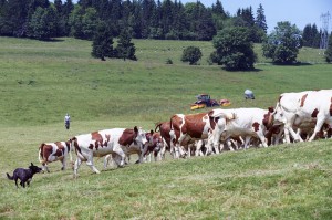 Producteurs laitiers de montagne VACHE-AUVERGNE-LAIT-UHT-MONTAGNE-LAITERIE-SLVA
